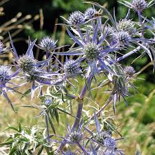 Image result for Eryngium `Blue Hobbit`