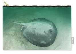 Image result for Styracura pacifica