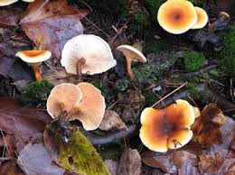 Attēlu rezultāti vaicājumam “Hygrophoropsis aurantiaca”