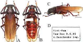 Attēlu rezultāti vaicājumam “Lycogala convexum macro”