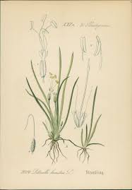 Attēlu rezultāti vaicājumam “Plantago uniflora”