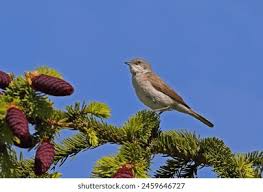 Attēlu rezultāti vaicājumam “Sylvia curruca adult”