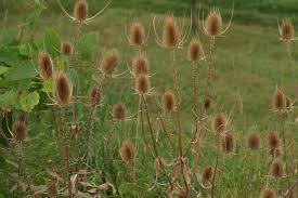 Attēlu rezultāti vaicājumam “Dipsacus fullonum fruit”