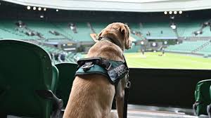 Image result for Wimbledon Hawks