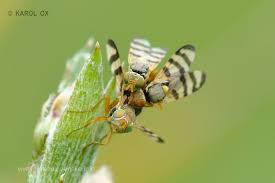 Attēlu rezultāti vaicājumam “Urophora jaceana”