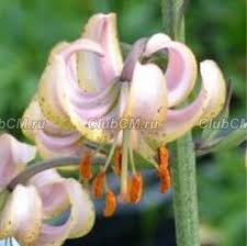 Image result for Lilium martagon `Chameleon`