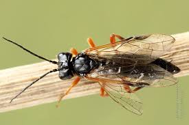 Attēlu rezultāti vaicājumam “Tenthredo mandibularis”