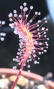 Attēlu rezultāti vaicājumam “Drosera anglica”