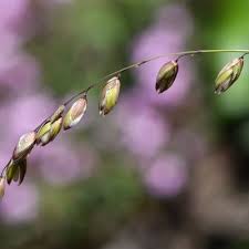 Attēlu rezultāti vaicājumam “Melica nutans leaf”