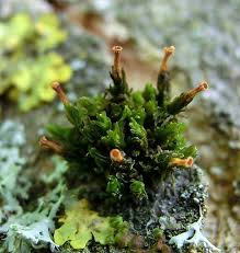 Attēlu rezultāti vaicājumam “Campylophyllum calcareum”