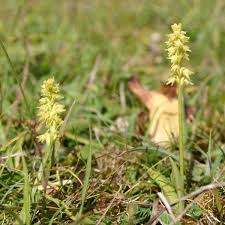 Attēlu rezultāti vaicājumam “Herminium monorchis flower”