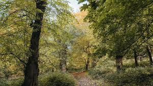 Image result for Ampthill and Flitwick Flyers