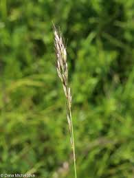 Attēlu rezultāti vaicājumam “Helictotrichon pratense”