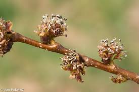 Attēlu rezultāti vaicājumam “Ulmus glabra flower”