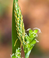Attēlu rezultāti vaicājumam “Carex dioica male flower”
