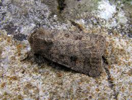 Attēlu rezultāti vaicājumam “Caradrina morpheus”