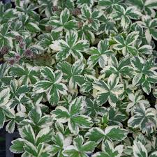 Attēlu rezultāti vaicājumam “Astrantia major fruit”