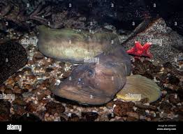 Image result for Zoarces americanus