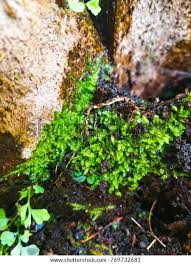 Attēlu rezultāti vaicājumam “Blepharostoma trichophyllum”