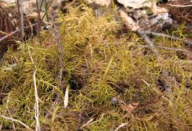 Attēlu rezultāti vaicājumam “Abietinella abietina”