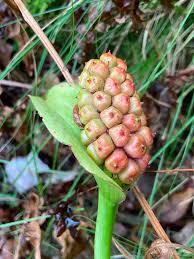 Attēlu rezultāti vaicājumam “Calla palustris fruit”