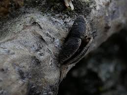 Attēlu rezultāti vaicājumam “Ionomidotis irregularis”