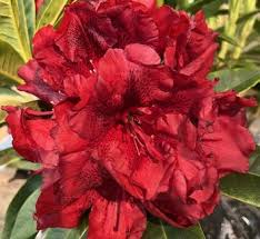 Attēlu rezultāti vaicājumam “Menziesia ferruginea flower”