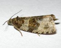 Attēlu rezultāti vaicājumam “Orthotaenia undulana”