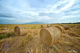 Image result for 붶