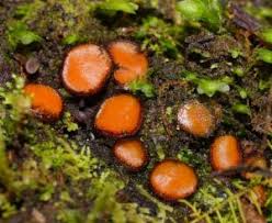 Attēlu rezultāti vaicājumam “Scutellinia scutellata”