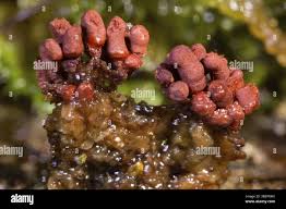 Attēlu rezultāti vaicājumam “Arcyria affinis stalked”