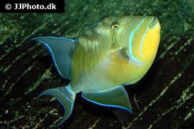 Image result for Balistes vetula