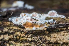 Attēlu rezultāti vaicājumam “Gloeoporus dichrous”