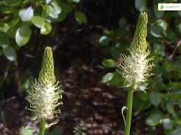 Attēlu rezultāti vaicājumam “Phyteuma spicatum bud”