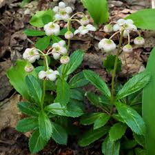 Attēlu rezultāti vaicājumam “Chimaphila umbellata leaf”