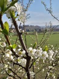 Attēlu rezultāti vaicājumam “Prunus avium flower”