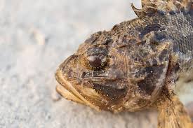 Image result for Scorpaena porcus