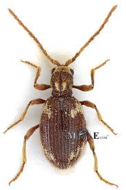 Attēlu rezultāti vaicājumam “Ptinus sp. male”