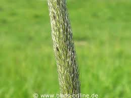 Attēlu rezultāti vaicājumam “Alopecurus pratensis fruit”