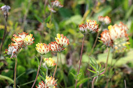 Attēlu rezultāti vaicājumam “Anthyllis vulneraria”