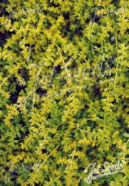 Attēlu rezultāti vaicājumam “Herniaria glabra flower”