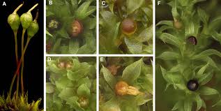 Attēlu rezultāti vaicājumam “Orthotrichum patens sporophyte”