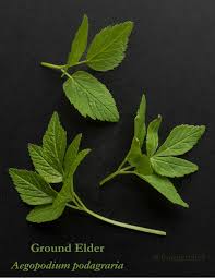 Attēlu rezultāti vaicājumam “Aegopodium podagraria leaf”