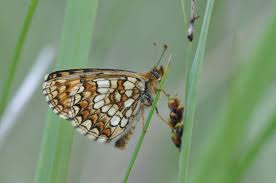 Attēlu rezultāti vaicājumam “Mellicta athalia upperside”