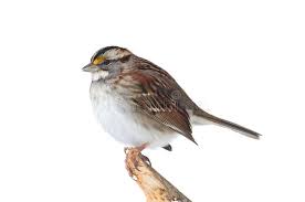 Image result for Zonotrichia albicollis