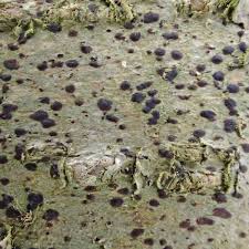 Attēlu rezultāti vaicājumam “Arthonia spadicea”