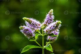 Attēlu rezultāti vaicājumam “Mentha longifolia flower”