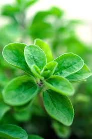 Image result for Origanum majorana