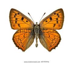 Attēlu rezultāti vaicājumam “Lycaena alciphron”