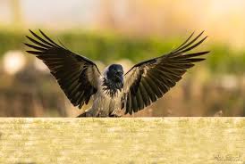 Attēlu rezultāti vaicājumam “Corvus cornix”